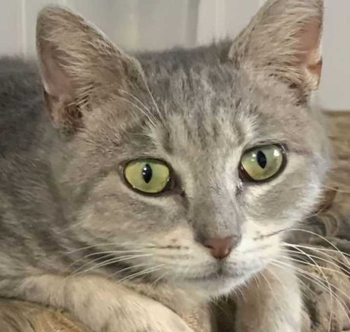 Photo of Peanut