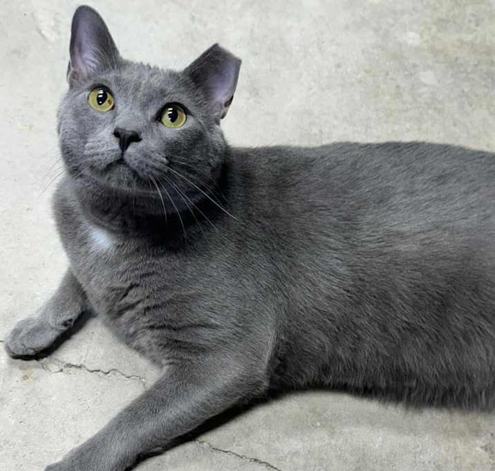 Photo of Koa