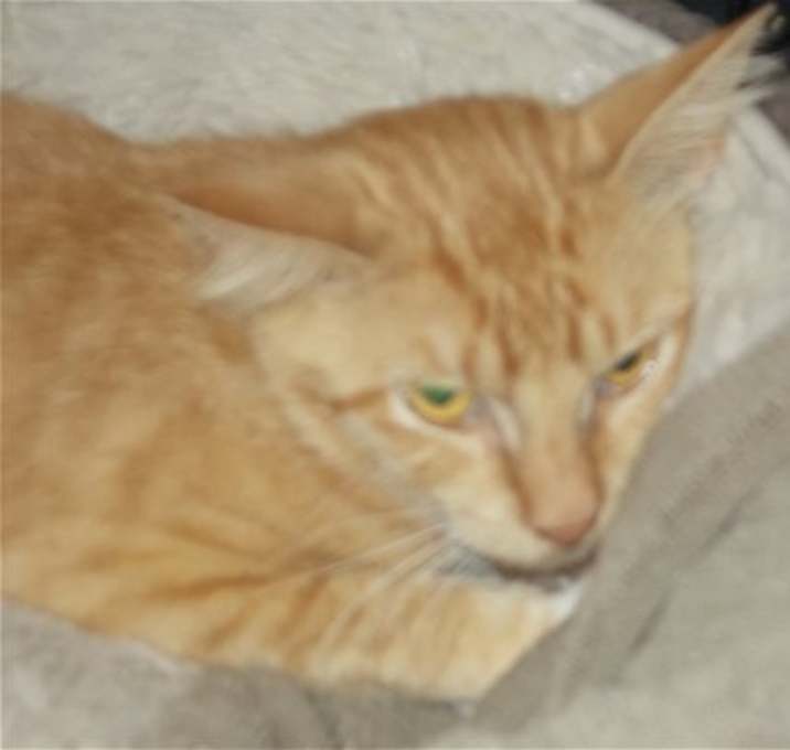 Photo of Mango