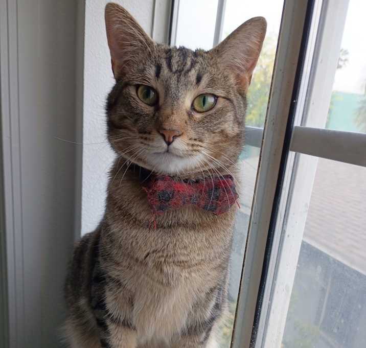 Photo of Badger