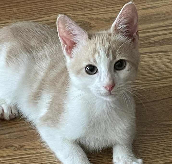 Photo of Denver