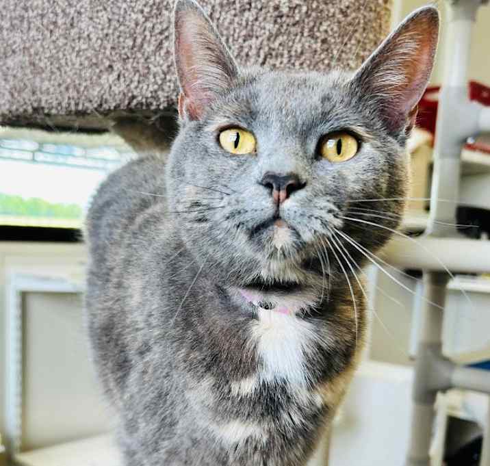 Photo of Shadow