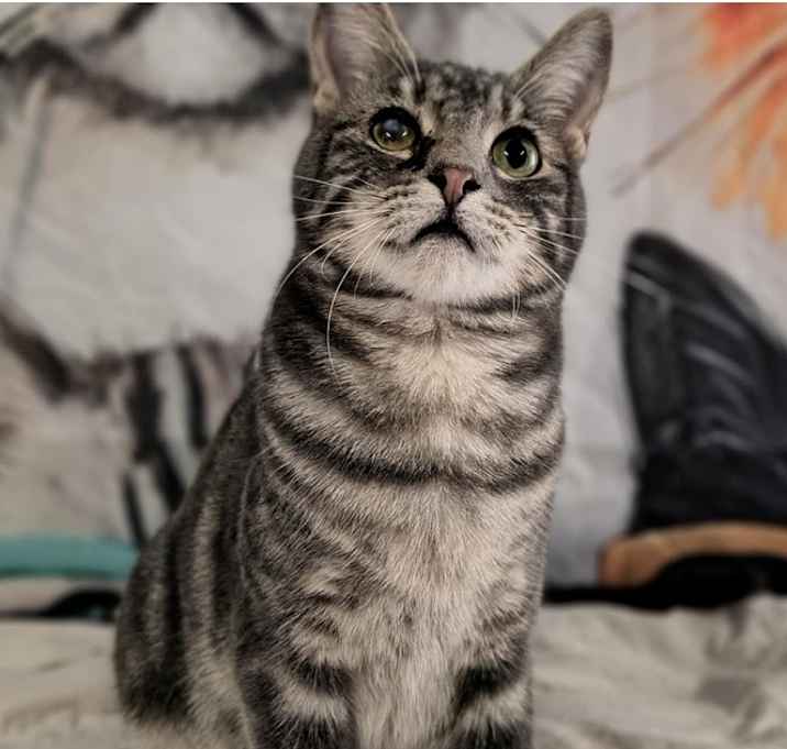Photo of Hank (the original)