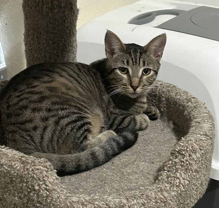 Photo of Zeebee