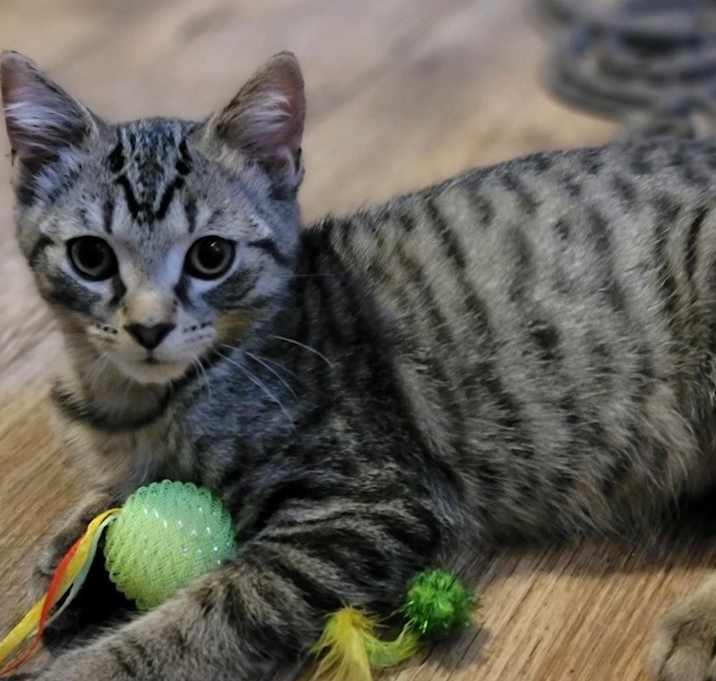 Photo of W- Wuzzy