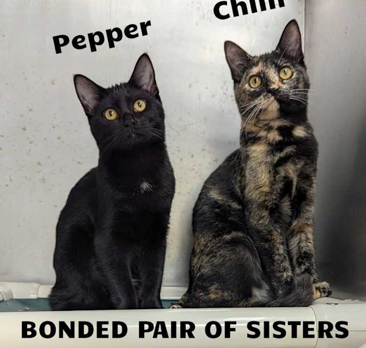 Photo of Chilli / Pepper