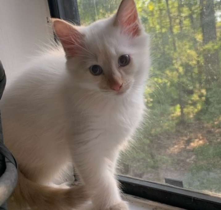 Photo of Ivory