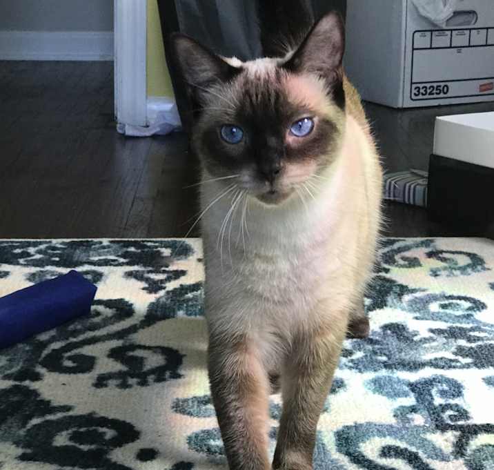 Photo of Ori