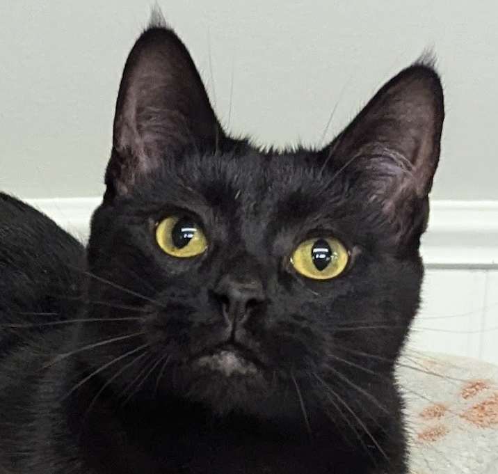 Photo of Tanzy