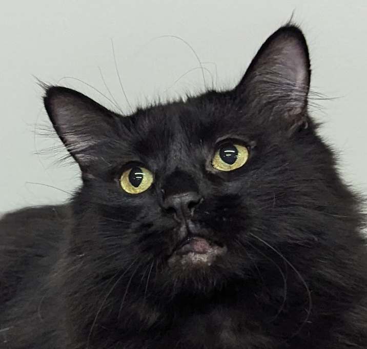 Photo of Angus