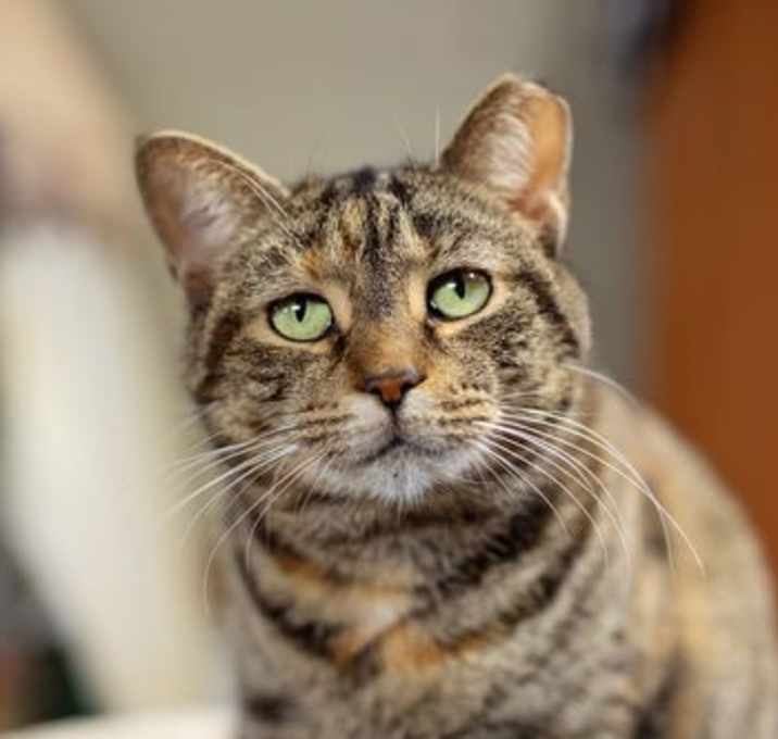 Photo of Pumpkin