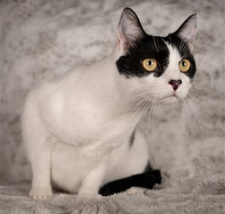 Photo of Sookie - Andrea foster