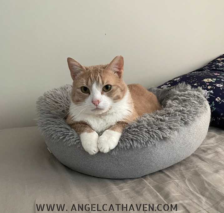 Photo of Hank