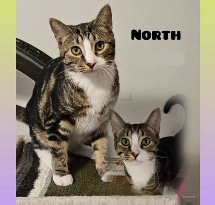 Photo of North