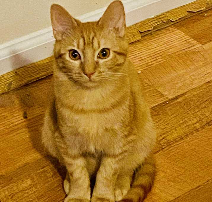 Photo of Nacho