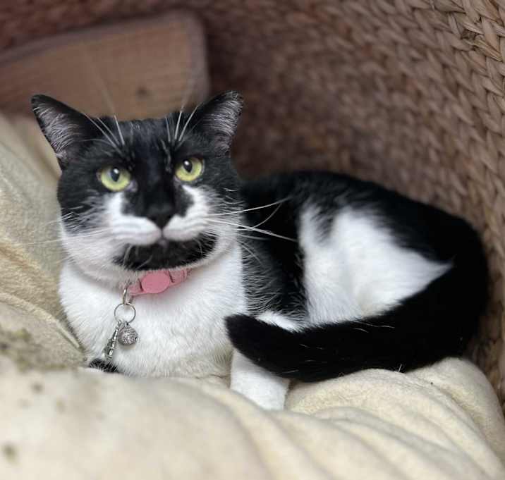 Photo of Lulu