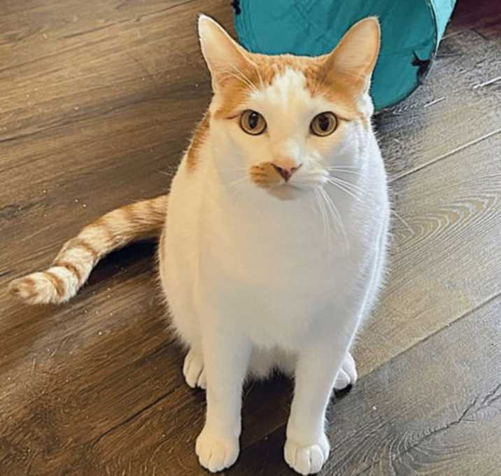 Photo of Beau