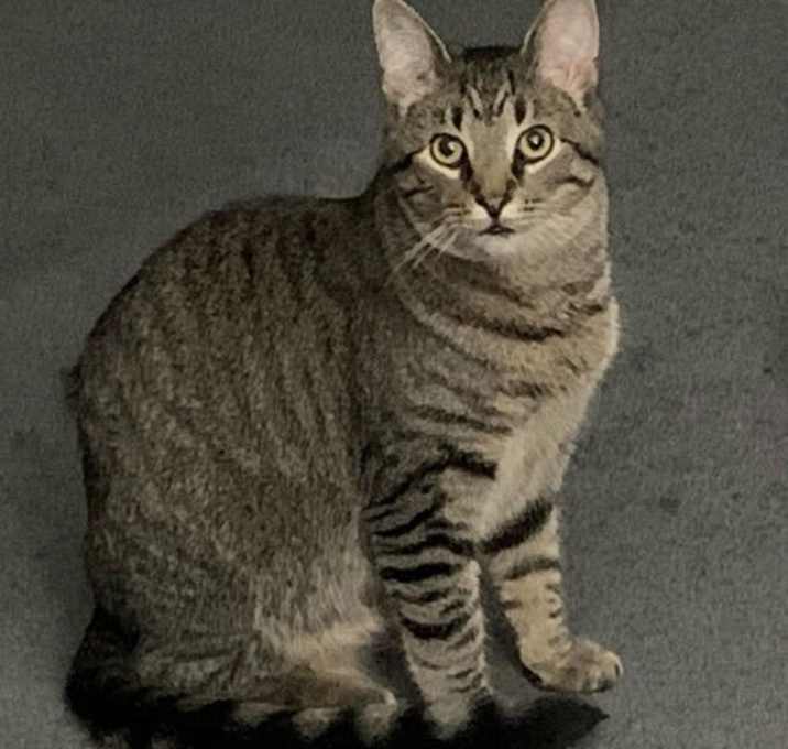 Photo of Shaggy