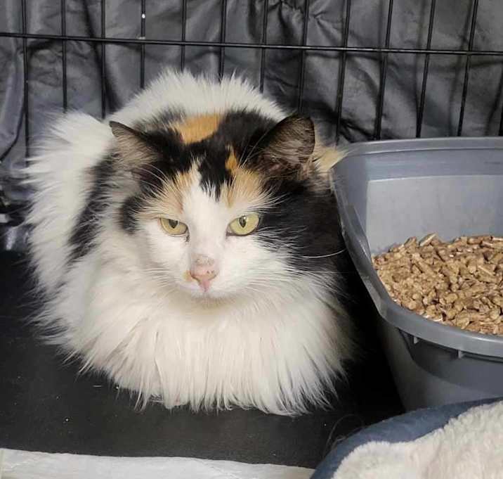 Photo of Princess