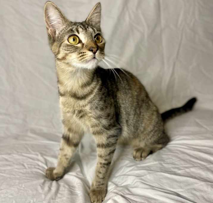 Photo of Sansa
