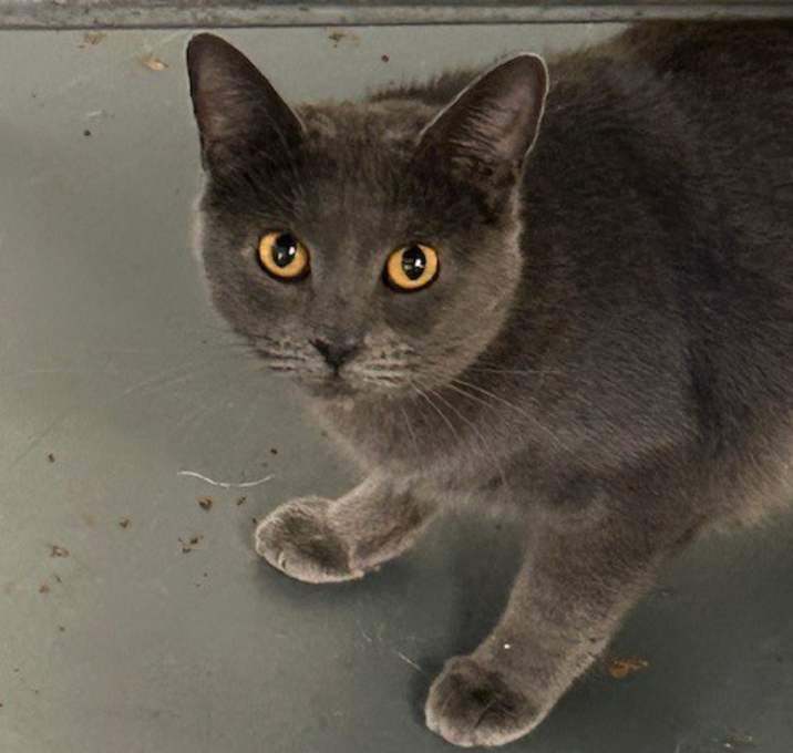 Photo of Piper