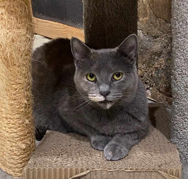 Photo of Zelda (Annex Cat)