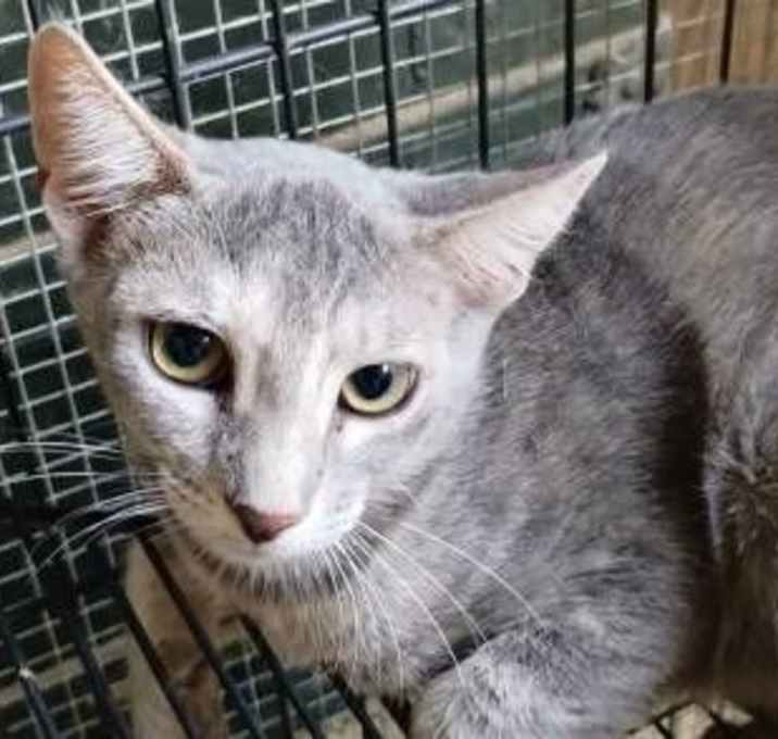 Photo of A-Ellia - Barn Cat
