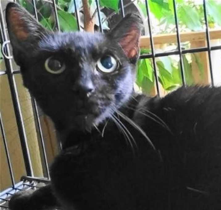 Photo of A-Mitzy Barn Cat