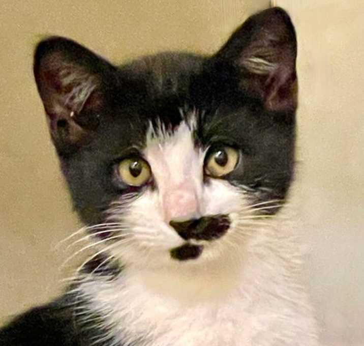 Photo of Dali
