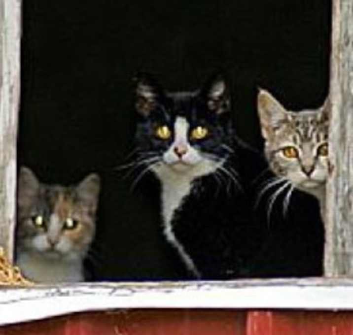 Photo of GOT MICE?