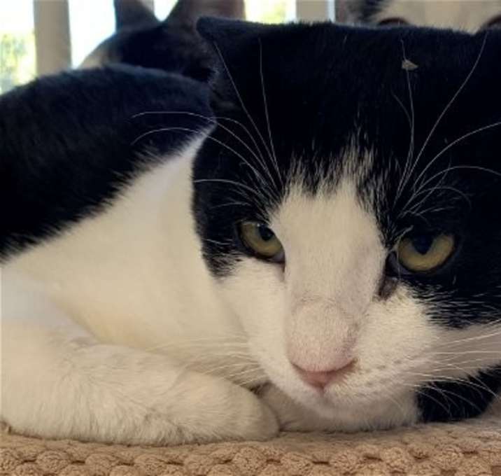 Photo of Shai [Permanent Foster]