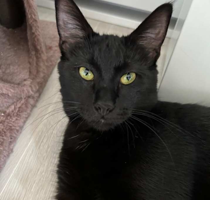 Photo of Sybil