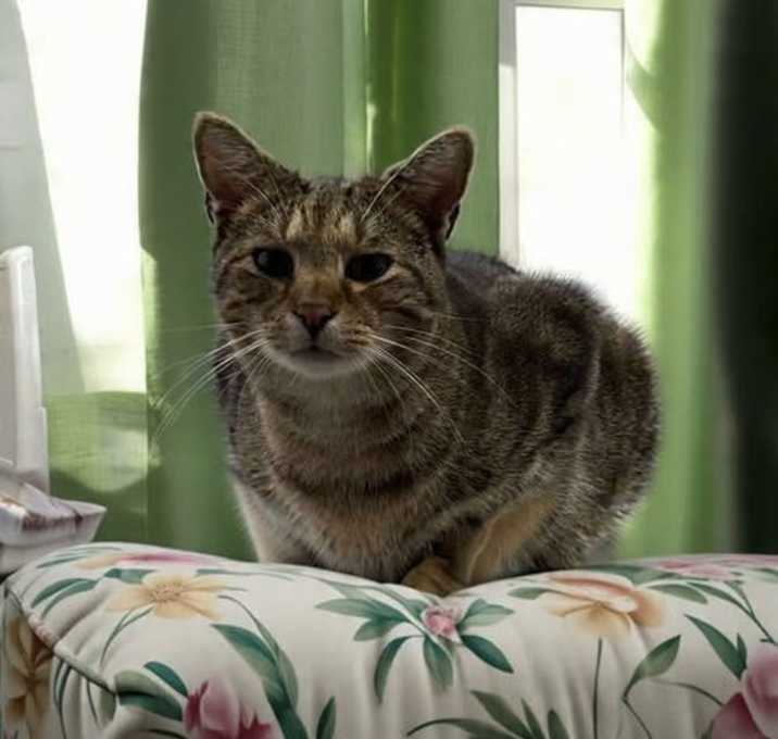 Photo of Oliver: Not at shelter (Barbe)