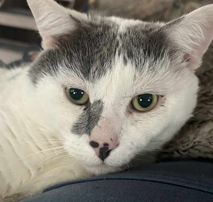 Photo of Coconut