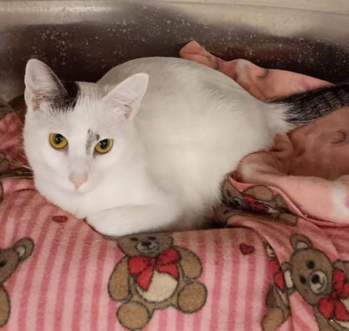 Photo of Coffee Kittens: CAPPUCCINO PENDING ADOPTION
