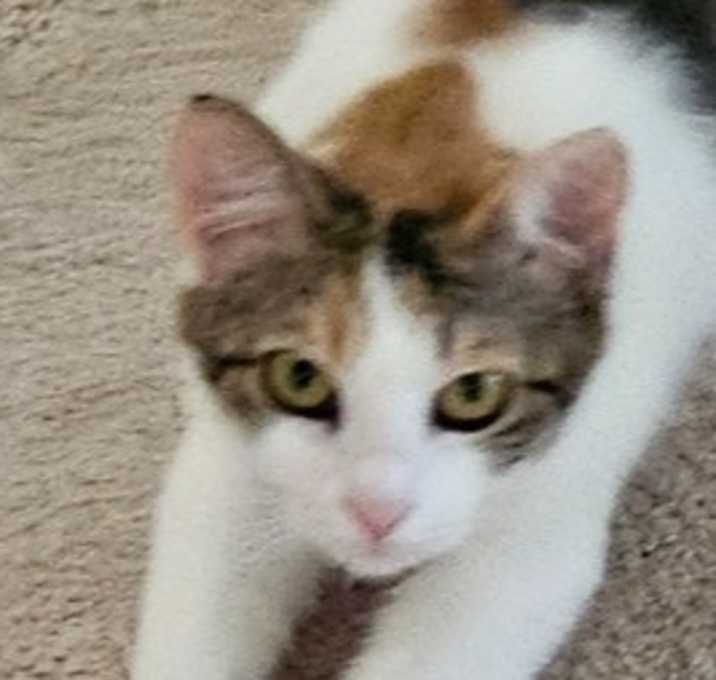 Photo of Cali