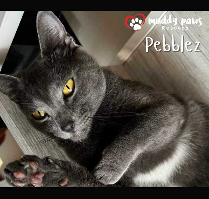 Photo of Pebblez (Courtesy Post)
