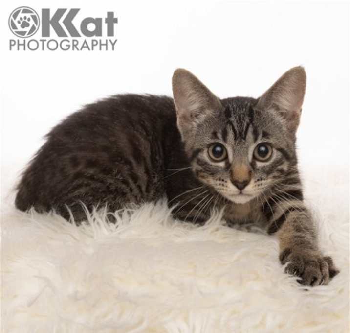 Photo of Otto