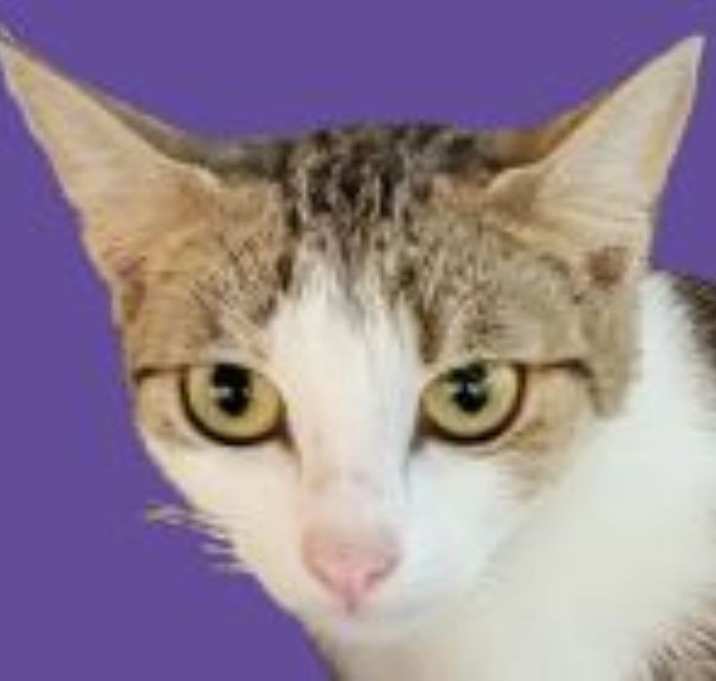 Photo of Gracie