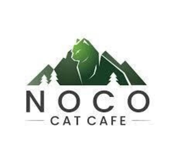 Photo of NoCo Cat Cafe Kitty!