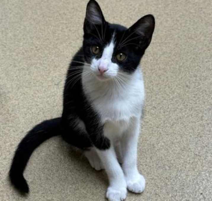 Photo of Jazz