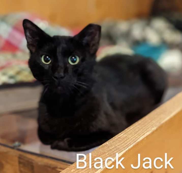 Photo of Black Jack