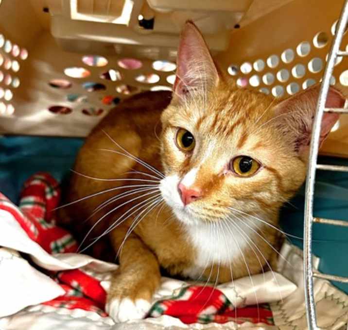 Photo of Cheeto