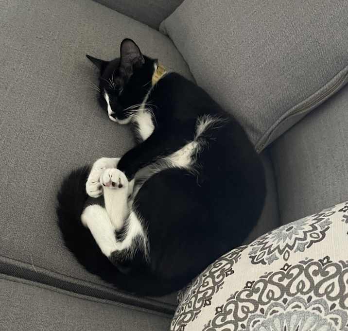 Photo of Nala