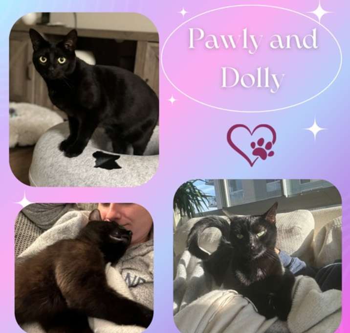 Photo of Pawly and Dolly a bonded duo!