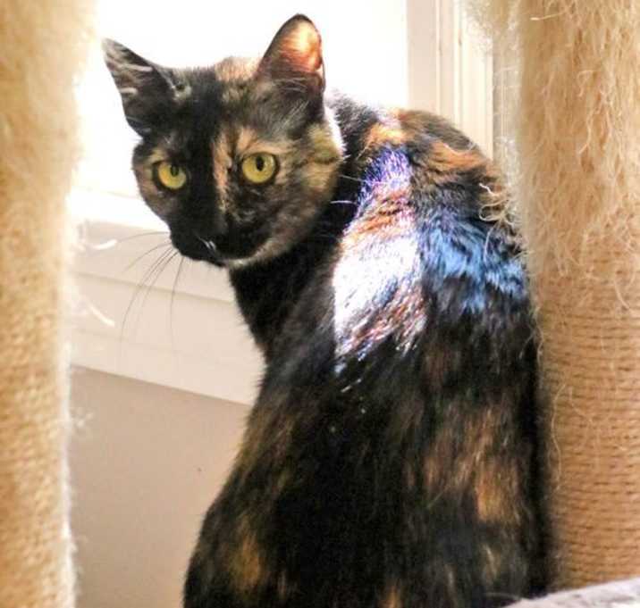 Photo of Kala