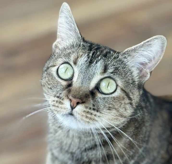 Photo of Lil' Bit (FIV+)