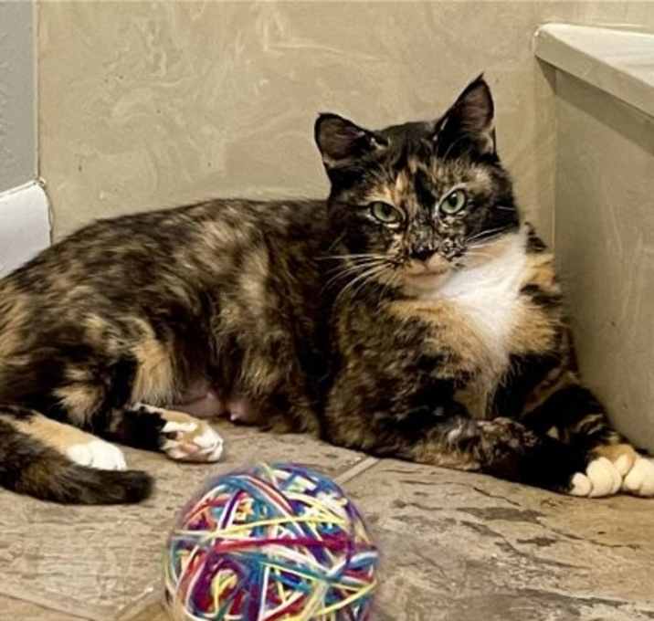 Photo of Ms. Kitty
