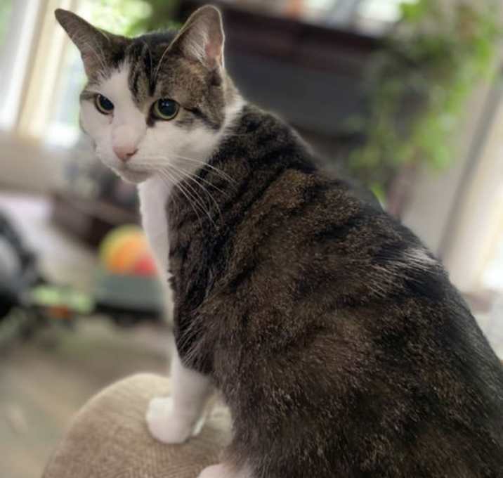Photo of Paisley
