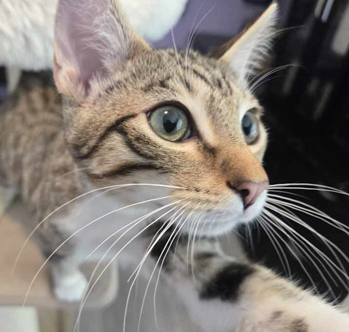 Photo of Osiris